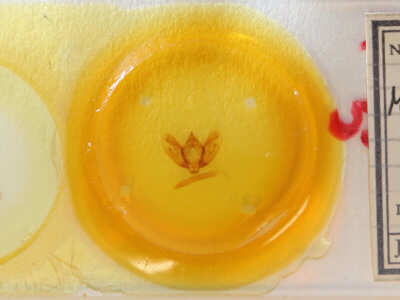 slide view of adult Milionia basalis