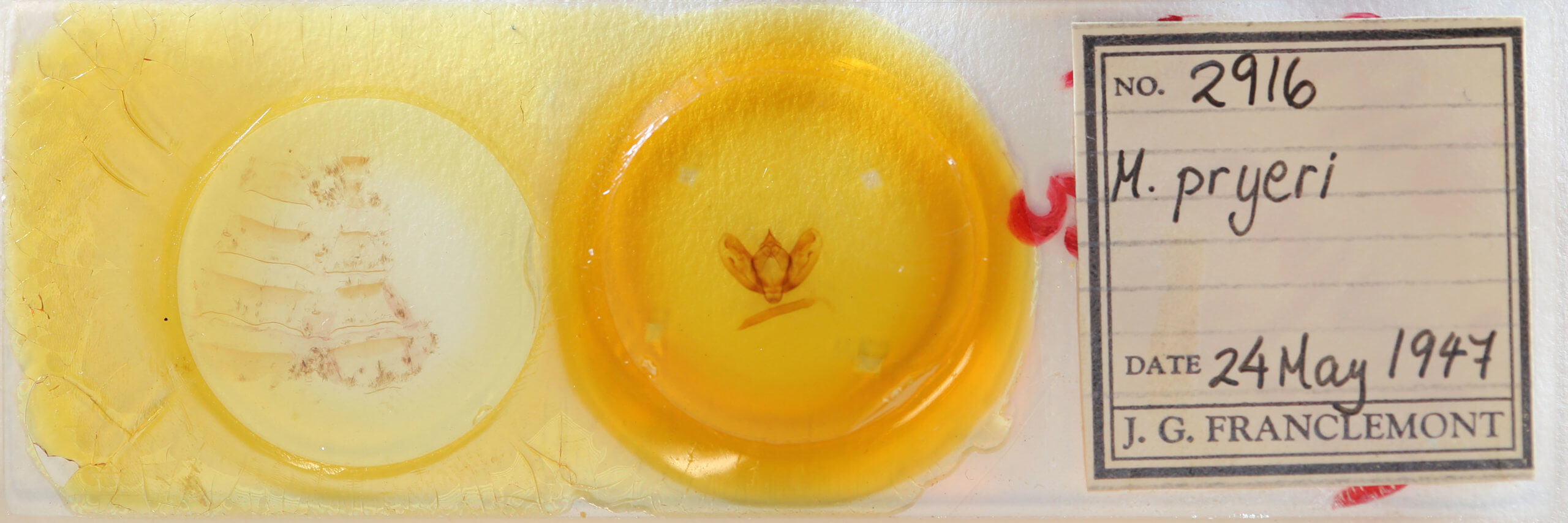 slide view of adult Milionia basalis