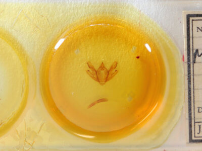 slide view of adult Milionia rawakensis