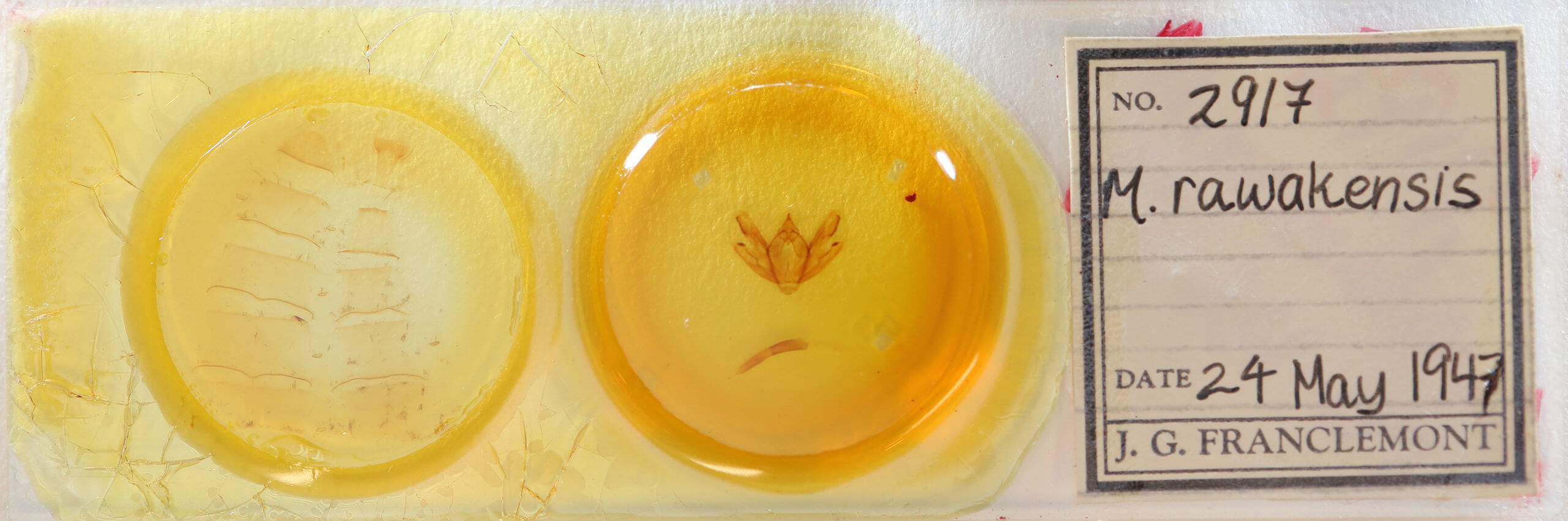 slide view of adult Milionia rawakensis