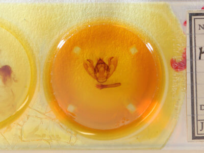 slide view of adult Milionia dohertyi