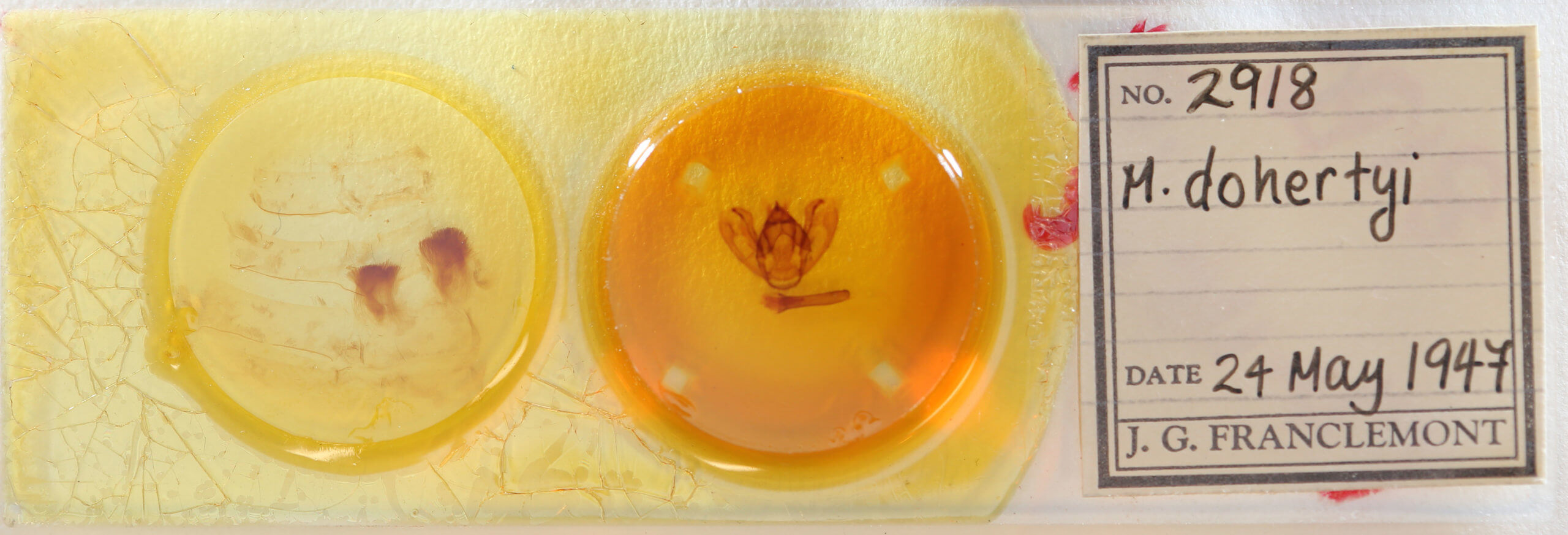 slide view of adult Milionia dohertyi