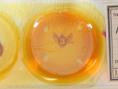 slide view of adult Milionia diva