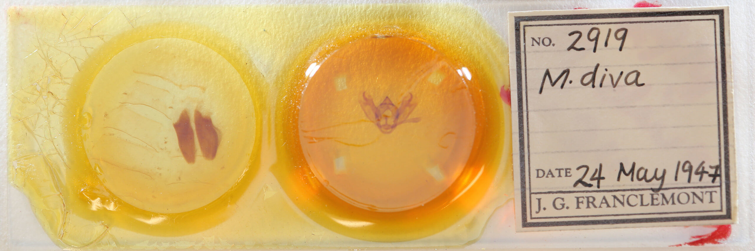 slide view of adult Milionia diva