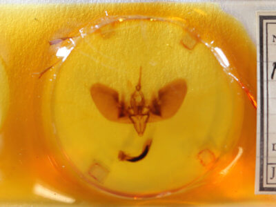 slide view of adult Lyssa zampa