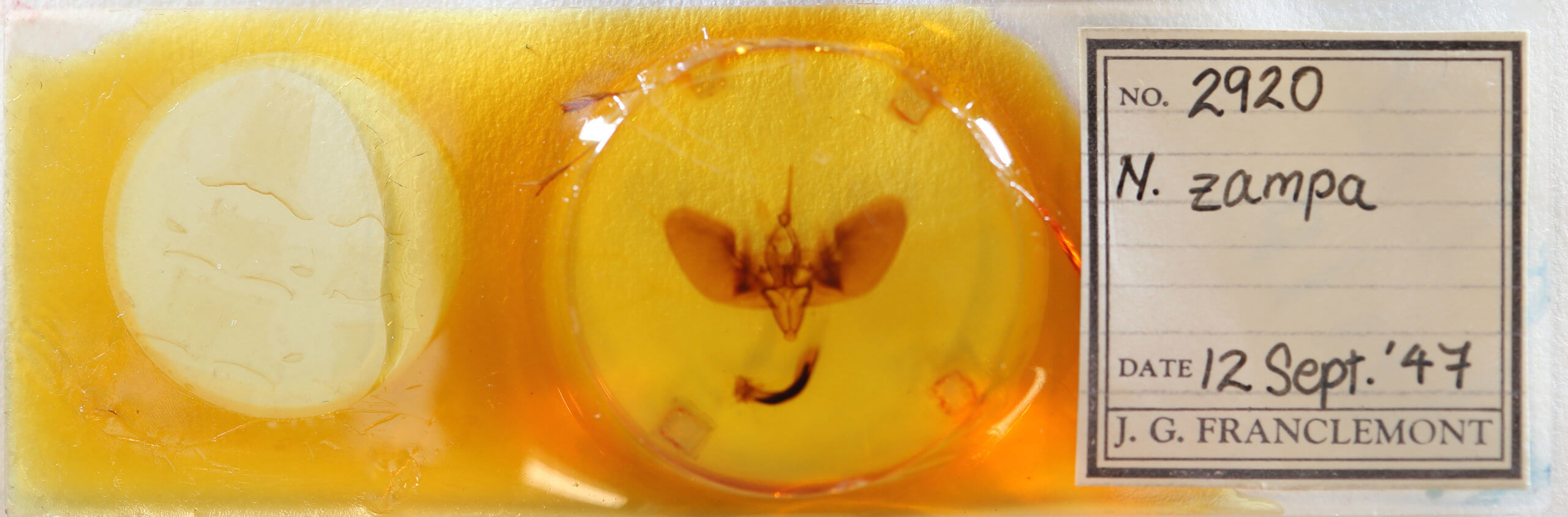 slide view of adult Lyssa zampa