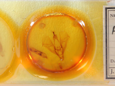 slide view of adult Phyllodes consobrina