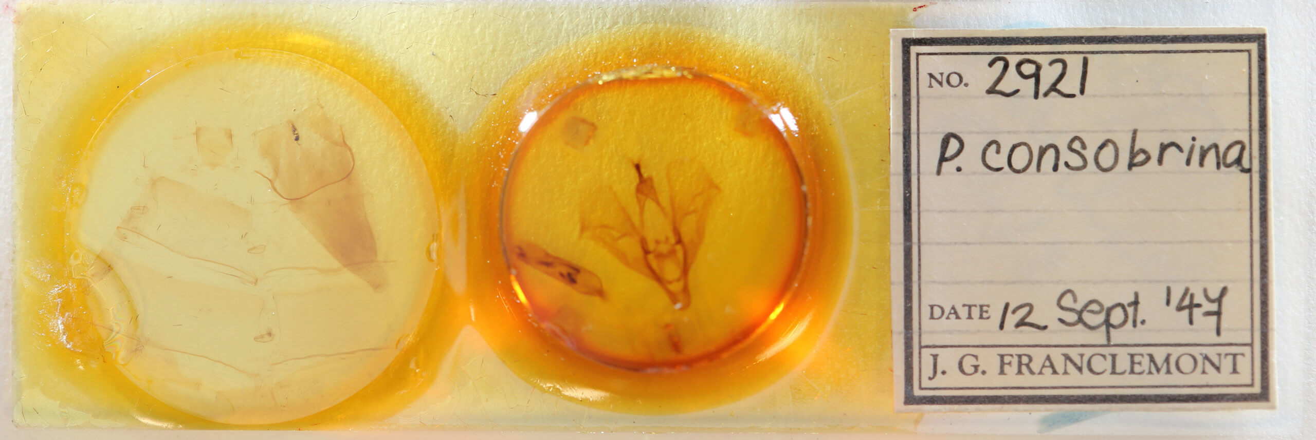 slide view of adult Phyllodes consobrina