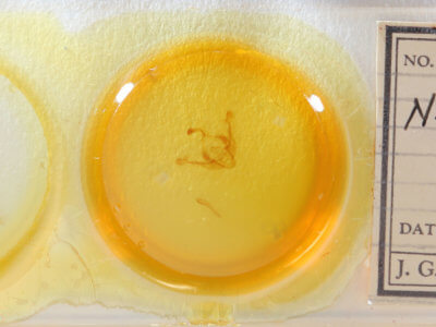 slide view of adult Capsula algae