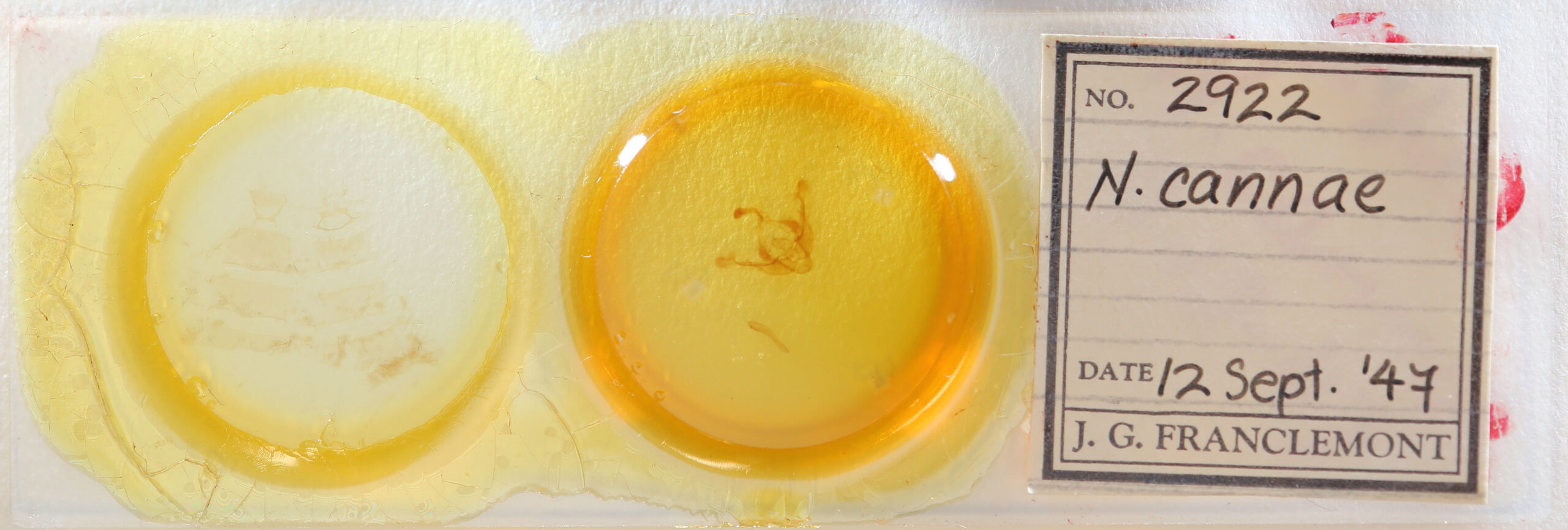 slide view of adult Capsula algae