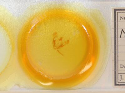 slide view of adult Globia sparganii