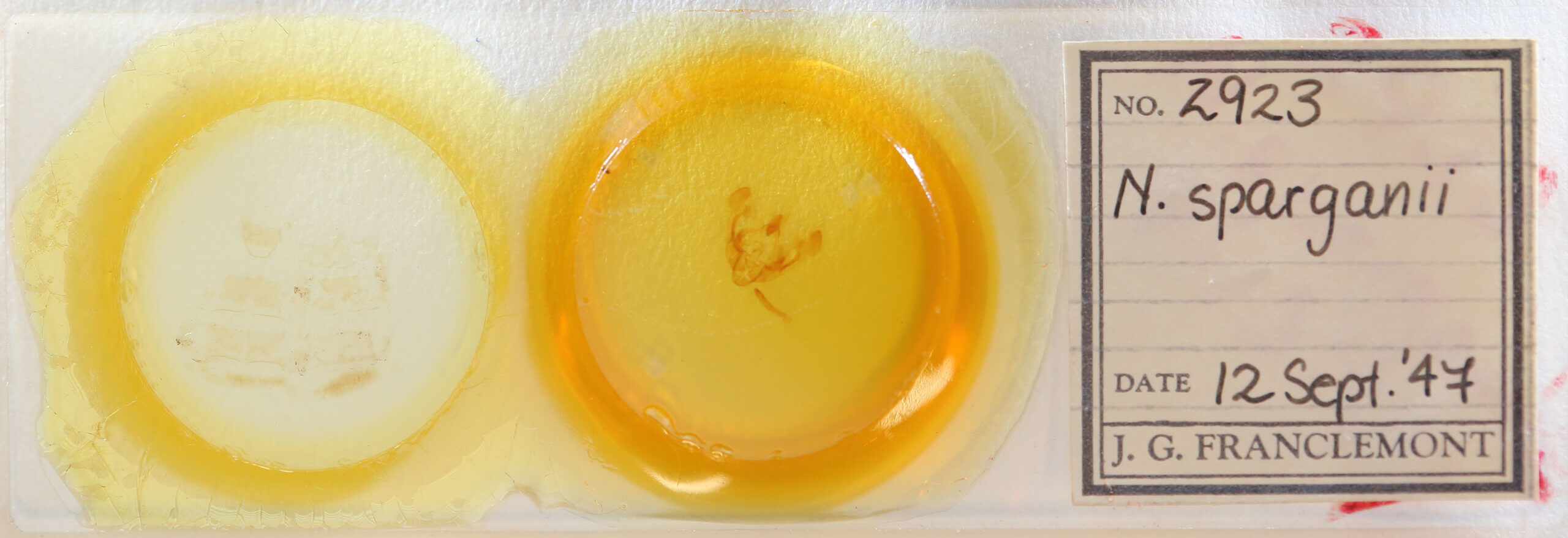 slide view of adult Globia sparganii