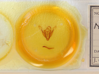 slide view of adult Nonagria typhae