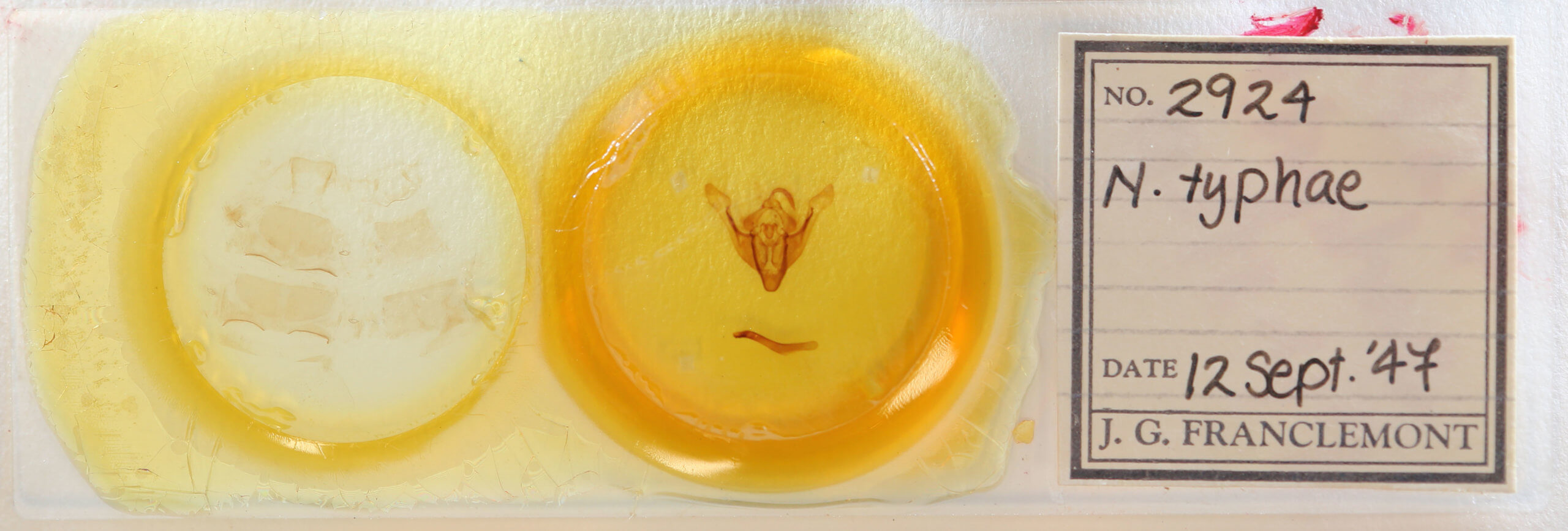 slide view of adult Nonagria typhae