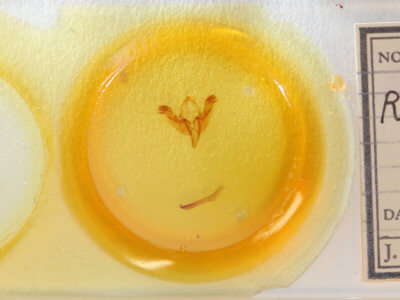 slide view of adult Rhizedra lutosa