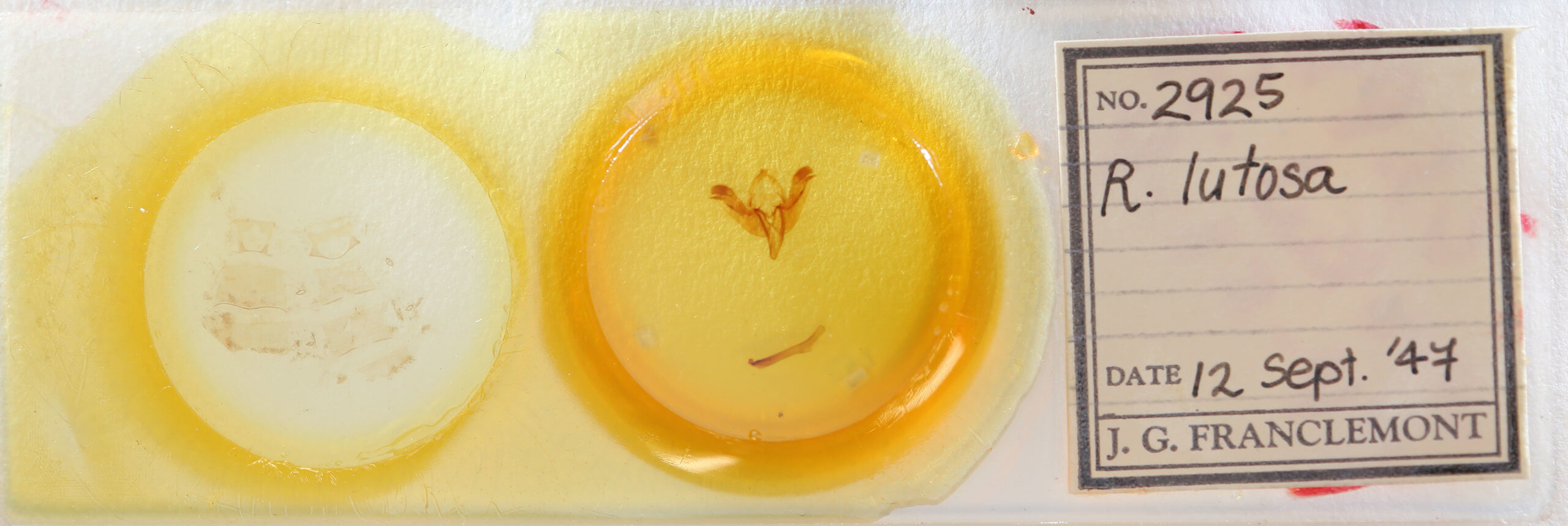 slide view of adult Rhizedra lutosa