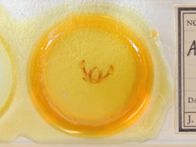 slide view of adult Protarchanara brevilinea