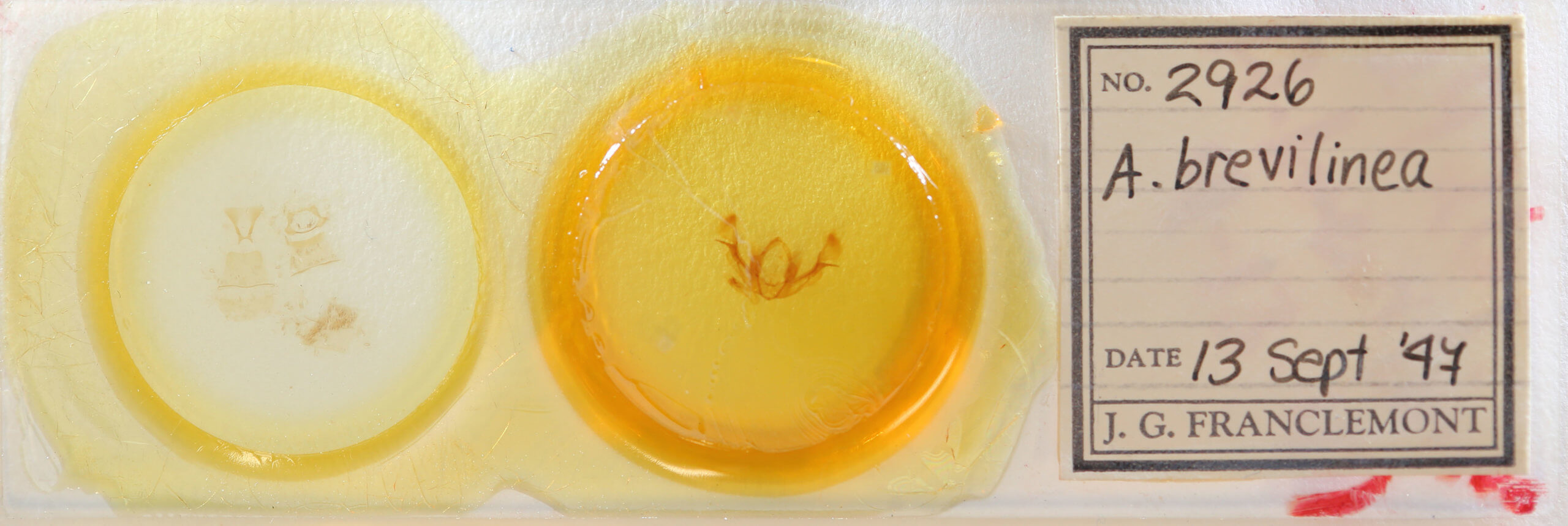 slide view of adult Protarchanara brevilinea