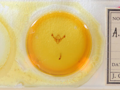 slide view of adult Longalatedes elymi