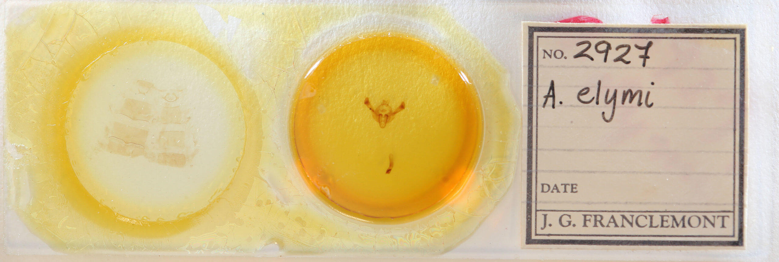 slide view of adult Longalatedes elymi