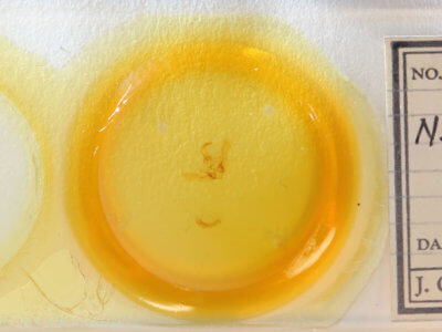 slide view of adult Archanara geminipuncta