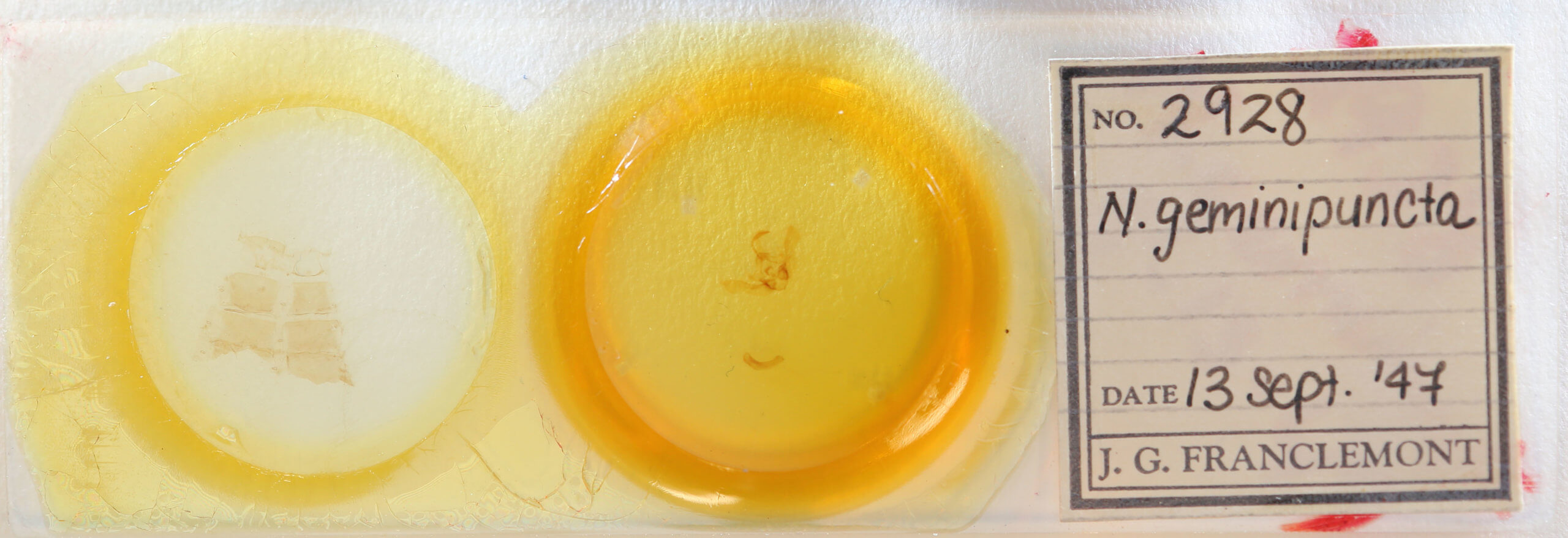 slide view of adult Archanara geminipuncta