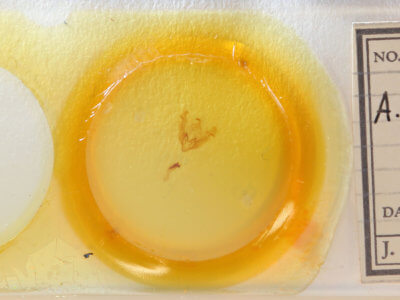 slide view of adult Arenostola phragmitidis