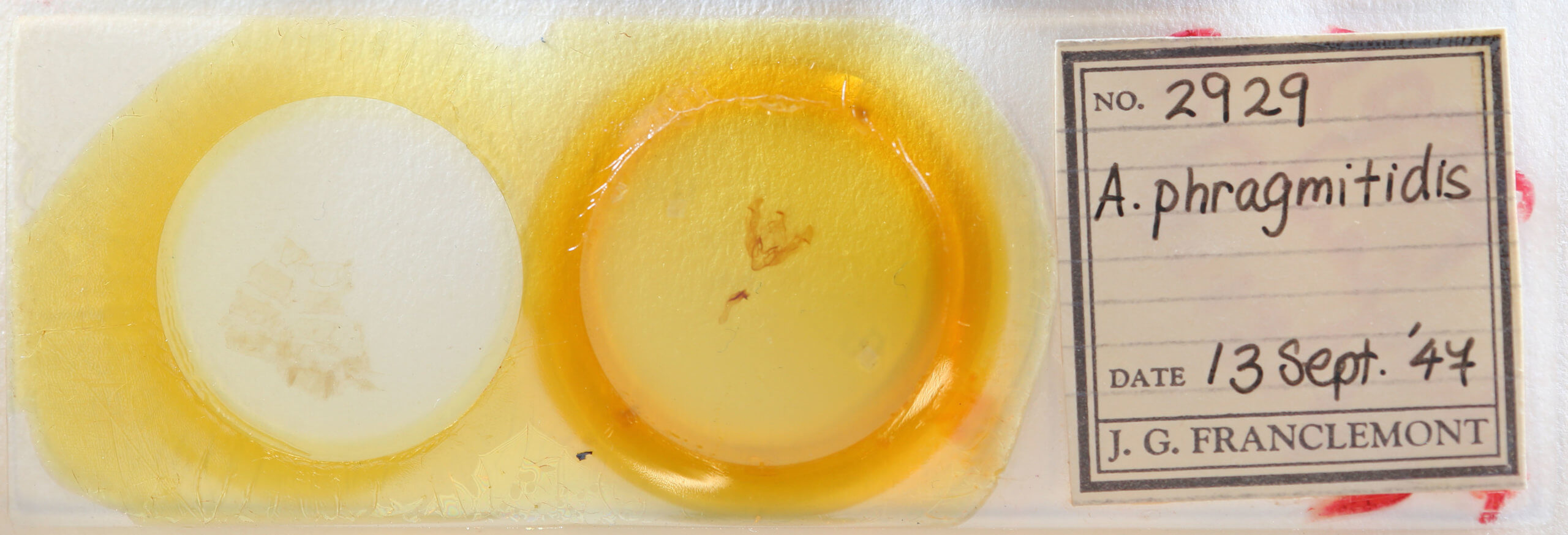 slide view of adult Arenostola phragmitidis