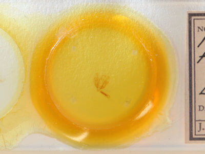 slide view of adult Senta flammea