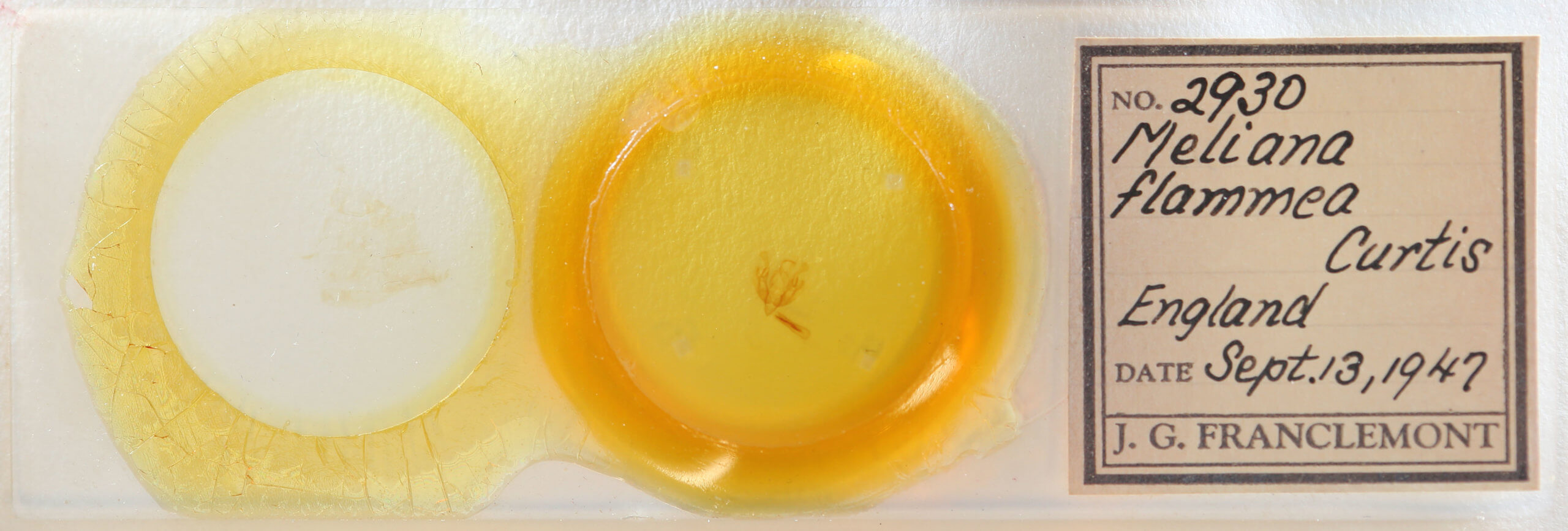 slide view of adult Senta flammea