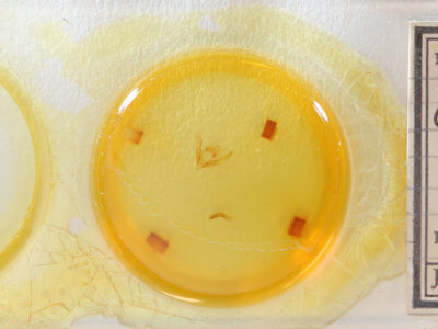 slide view of adult Chilodes maritimus