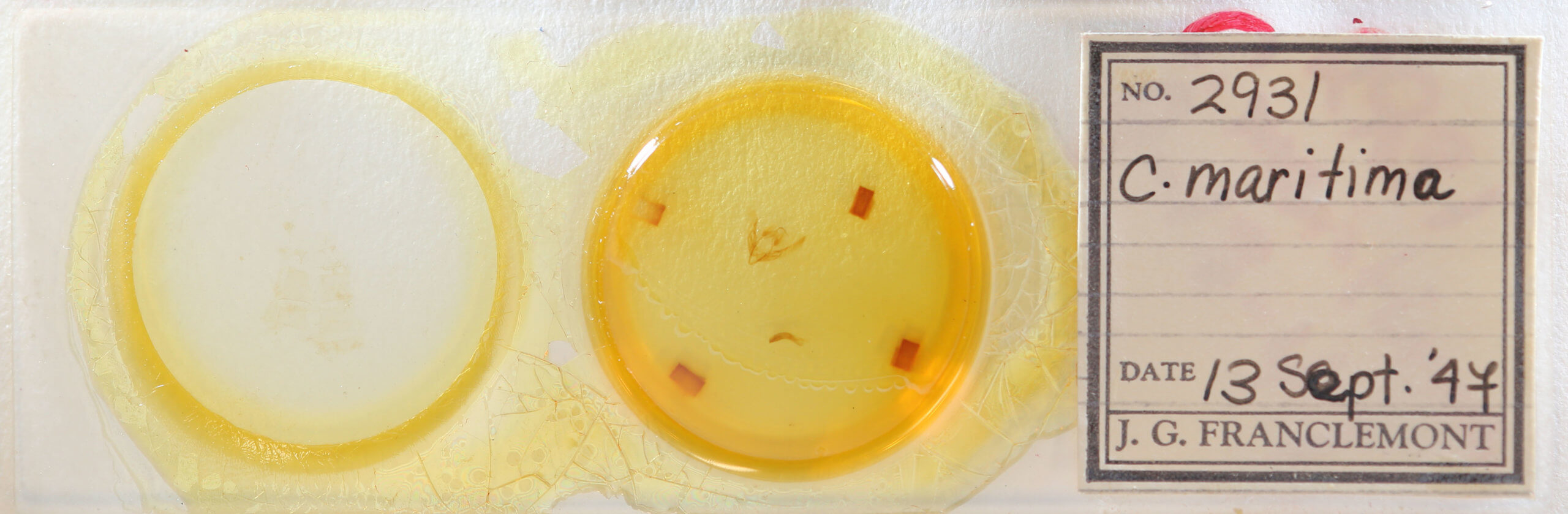 slide view of adult Chilodes maritimus