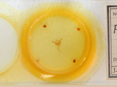 slide view of adult Photedes minima