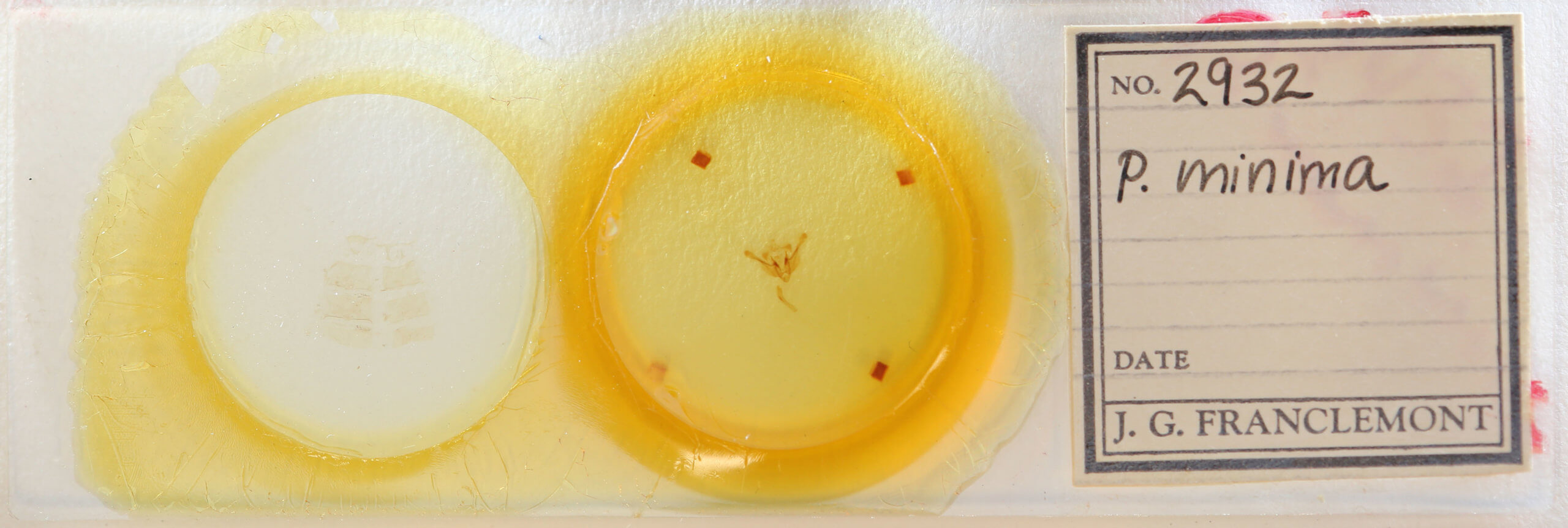 slide view of adult Photedes minima