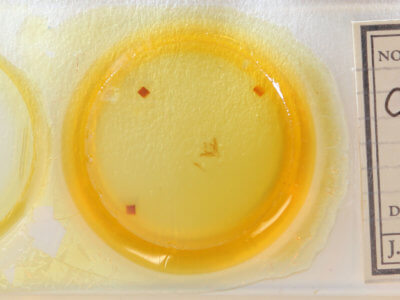 slide view of adult Coenobia rufa