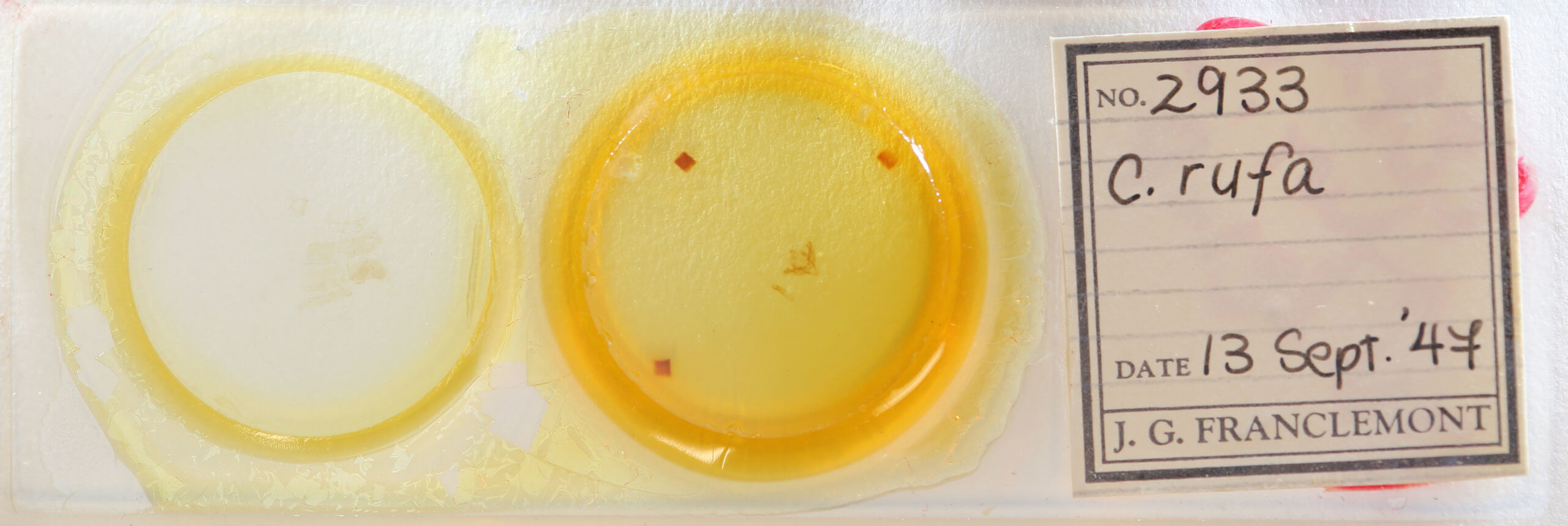 slide view of adult Coenobia rufa