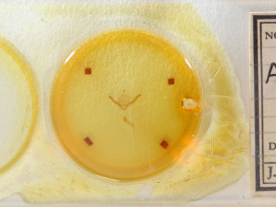 slide view of adult Chortodes pygmina