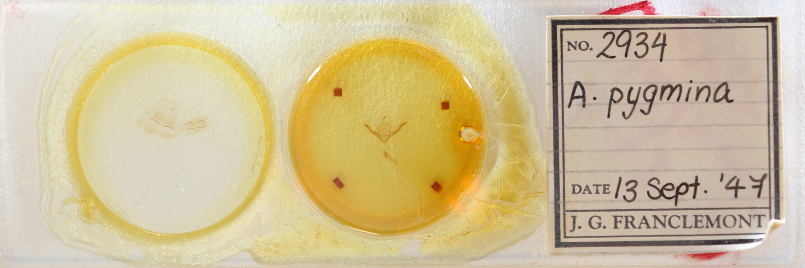 slide view of adult Chortodes pygmina
