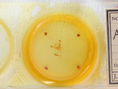 slide view of adult Chortodes morrisii