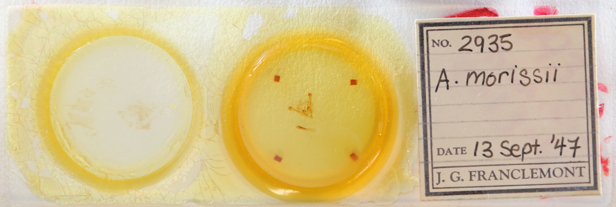 slide view of adult Chortodes morrisii