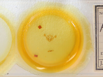 slide view of adult Chortodes fluxa