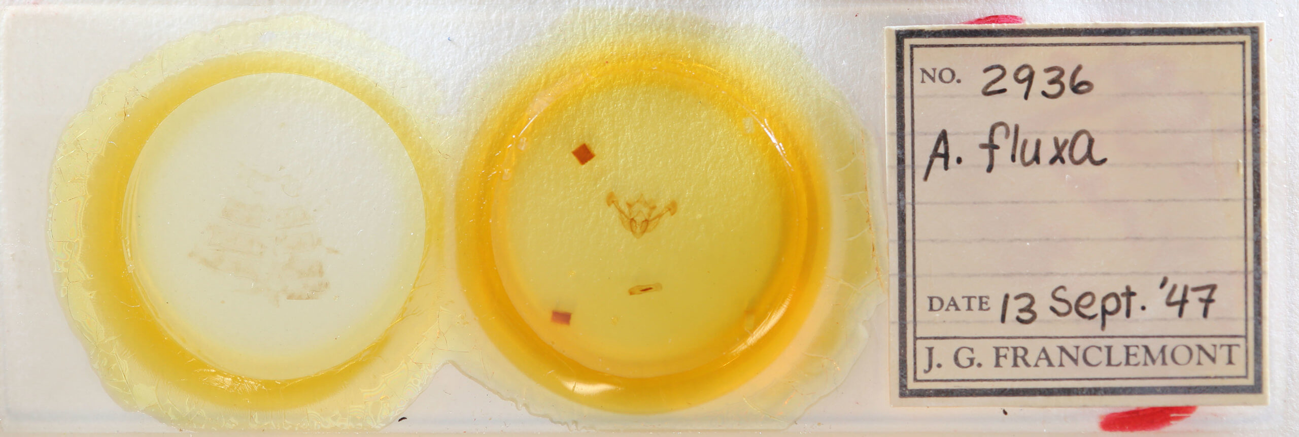 slide view of adult Chortodes fluxa