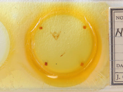 slide view of adult Coenobia rufa