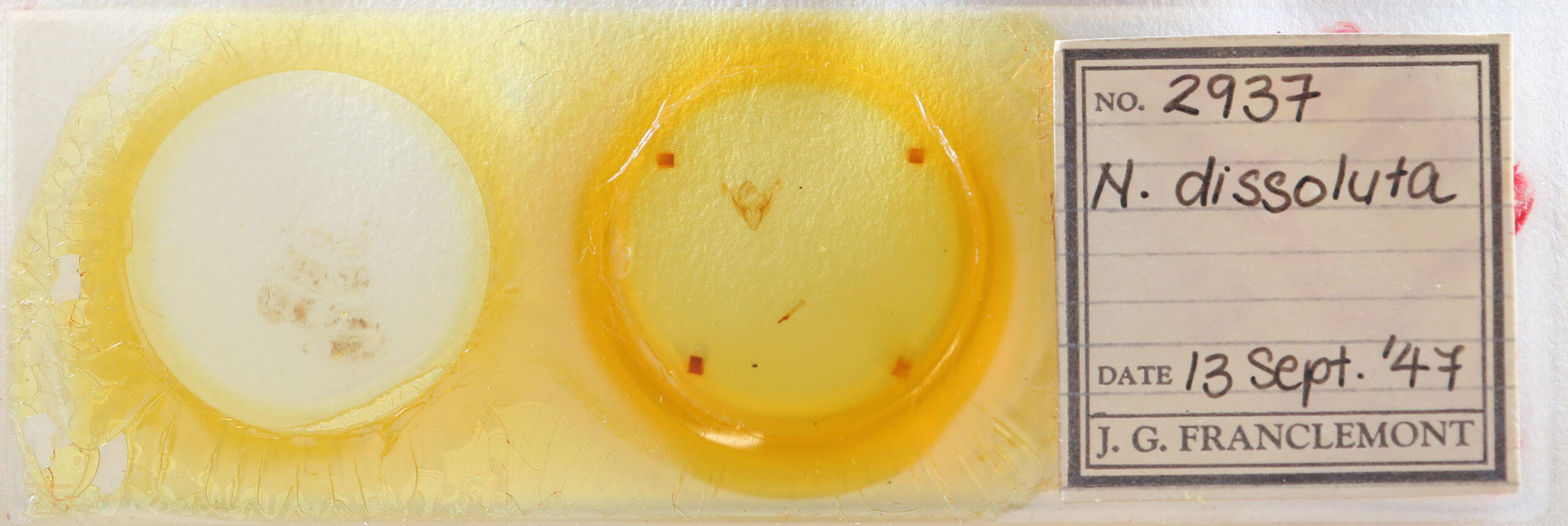 slide view of adult Coenobia rufa