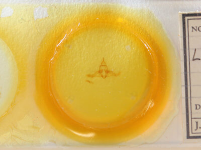 slide view of adult Lophocampa roseata