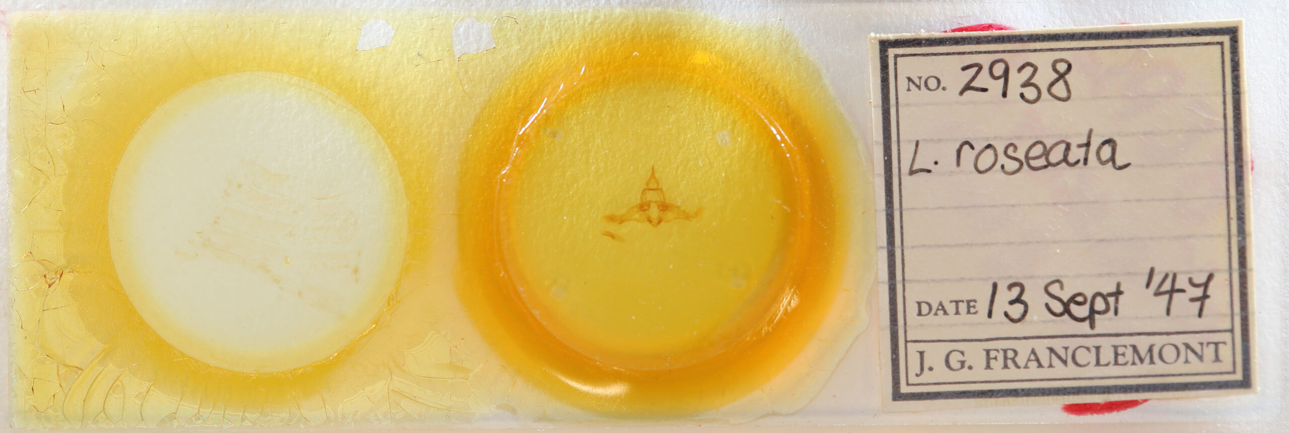 slide view of adult Lophocampa roseata