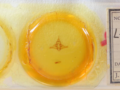 slide view of adult Lophocampa significans