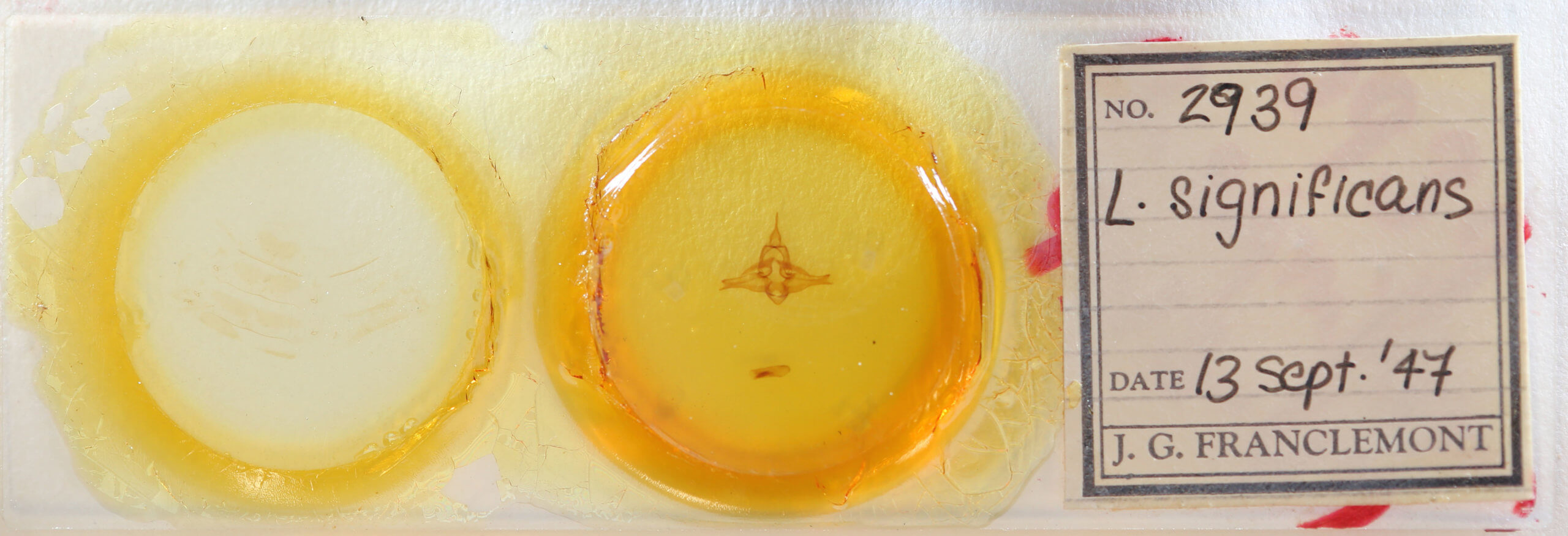 slide view of adult Lophocampa significans