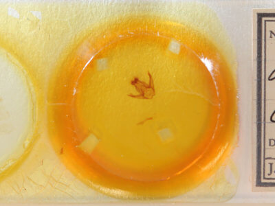 slide view of adult Pseudohemihyalea ambigua