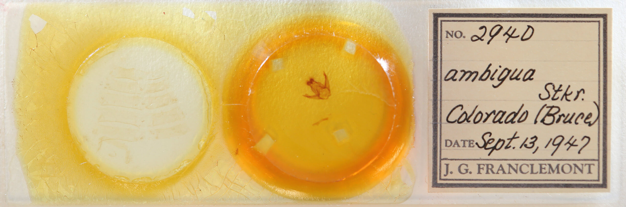 slide view of adult Pseudohemihyalea ambigua